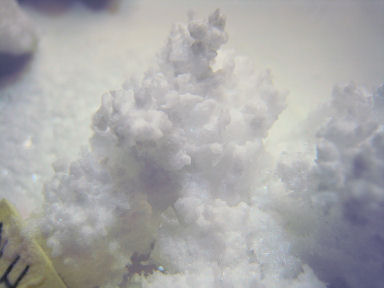 Ammonium Chloride Crystals After a week