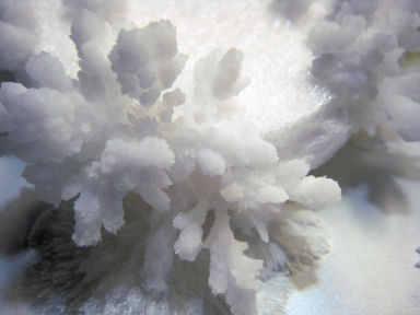 Urea (Carbamide) Crystals - Bottom of Beaker