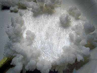 Urea (Carbamide) Crystals - Bottom of Beaker