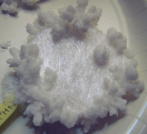 Urea (Carbamide) Crystals - Bottom of Beaker