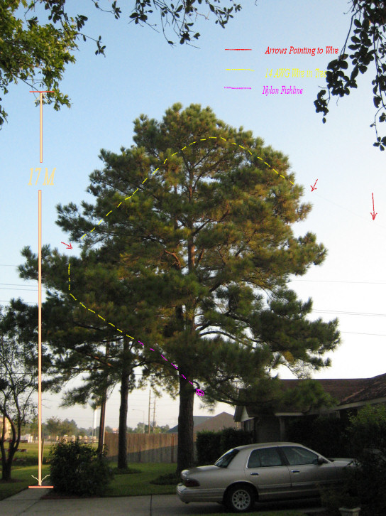 Antenna wire path through pine tree